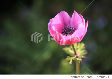 Anemone (decan pink) 7790521