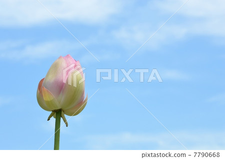 蓮花 蓮花 7790668