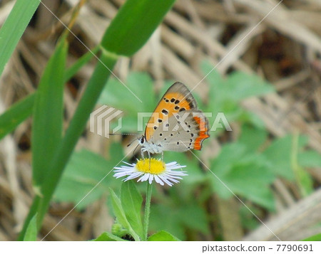 Lympholith花在花停止 7790691