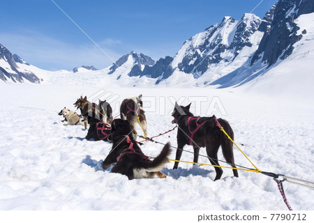 Husky dogs relaxing after a race 7790712