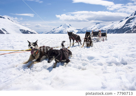 Husky Dog Sledding - Rest Time 7790713