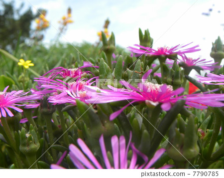 The flowers of Matsuba gikiku in summer are beautiful 7790785