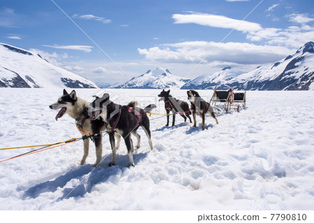 Husky Dog Sledding  7790810