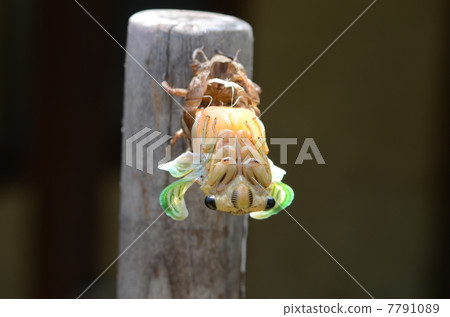 Cicadas emerging 7791089
