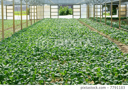 小松（未加熱的房屋栽培） 7791183