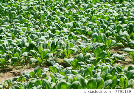 小松（未加熱的房屋栽培） 7791189