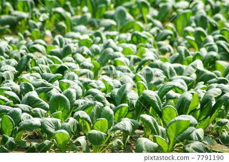 Komatsuna (no-heated house cultivation) Komatsuna (no-heated house cultivation) 7791190