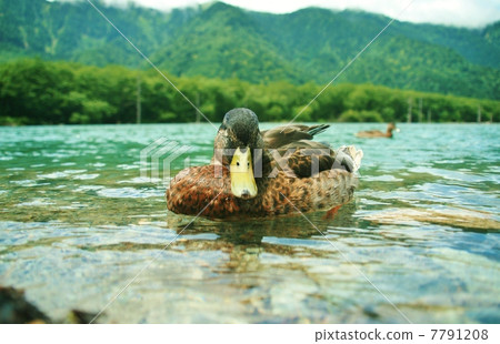 大正池鴨 7791208