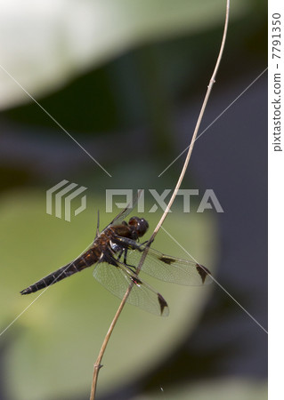 Bekko dragonfly Bekko dragonfly 7791350