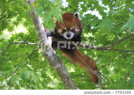Lesser panda 7791599