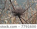 bird's Nest 7791600