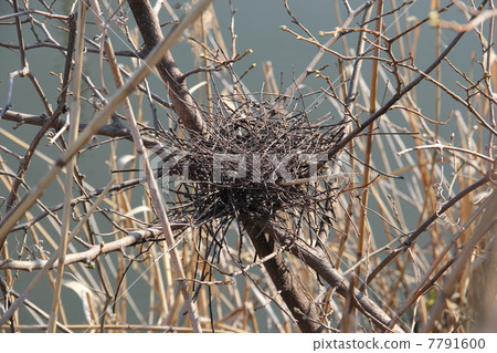 bird's Nest 7791600