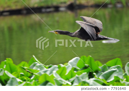 Flight of Kawago 7791640