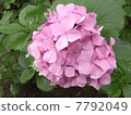 Hydrangea flower 7792049