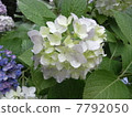 White hydrangea 7792050