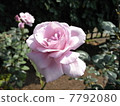 rose	 7792080