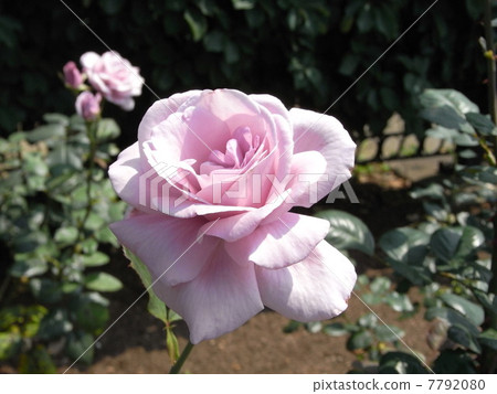 rose	 7792080