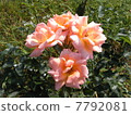 Orange's Rose 7792081