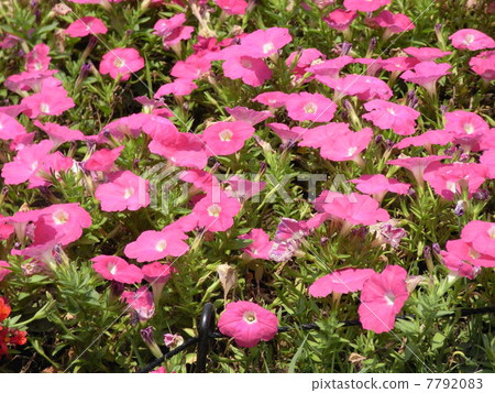 Red purple flowers 7792083