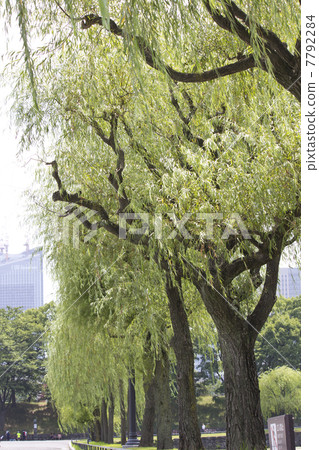 Willow tree in front of the Imperial Palace Bridge Bridge 7792284