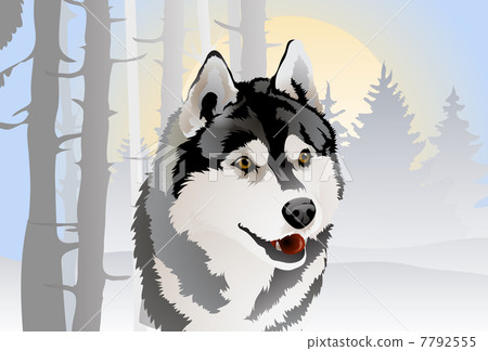 vector of the dog breed Siberian Husky in the forest vector of the dog breed Siberian Husky in the forest 7792555