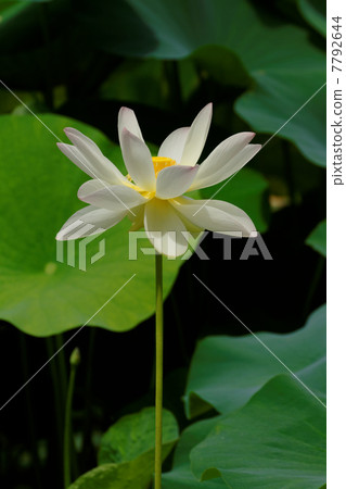 卓越大師池塘蓮花 7792644