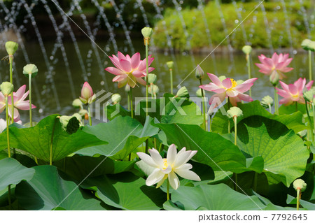 Flower and fountain of Lotus lotus Lotus 7792645