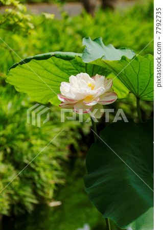 The forest of the local forest Park of the park and the flower of the lotus of red and white color of the pond and the red sake 7792735