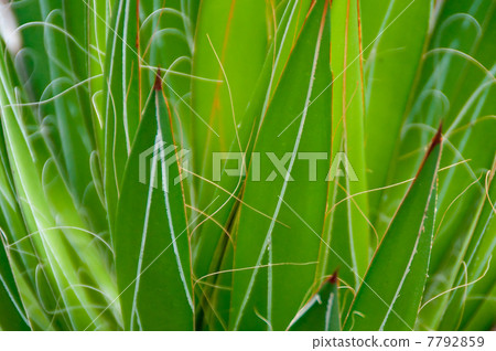 Agave Agave 7792859