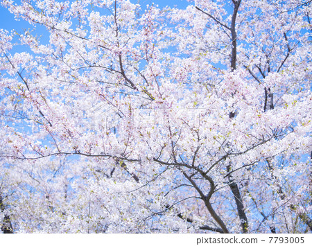 Sakura (special shooting) Sakura (special shooting) 7793005