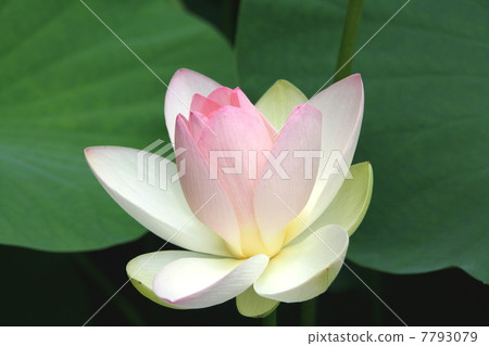 Lotus flower Lotus flower 7793079