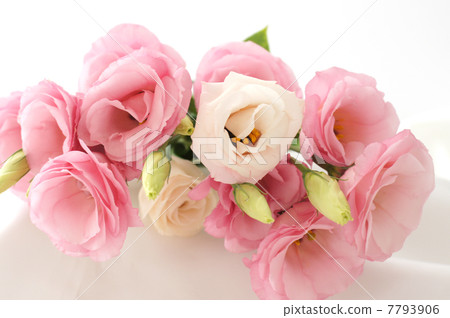 粉紅土耳其粉 7793906