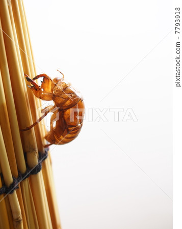 半獨立式外殼 7793918