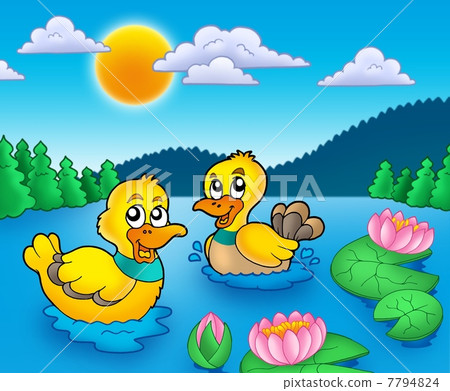 Two ducks and water lillies 7794824