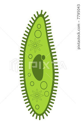 Paramecium 7795043