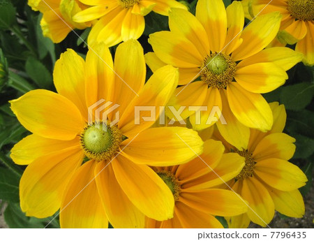 向日葵·Atrolvens 7796435