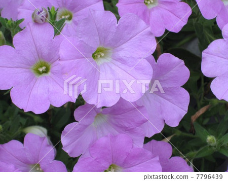 矮牽牛 矮牽牛 7796439