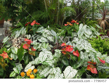 Summer greenhouse 7796457