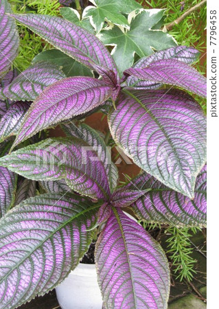 Strobiantes Dielectric Strobiantes Dielectric 7796458