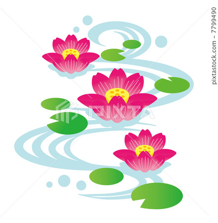 Lotus flower blooming water current 7799490