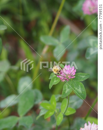 Red mackerel and a honeybee 7799531