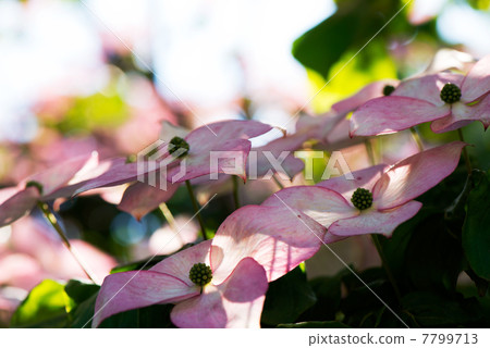 Pink flower blooms Yamabashi 7799713