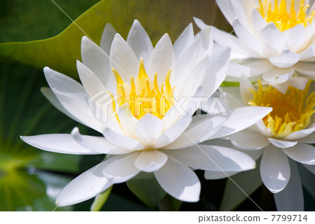 The overlapping white water lilies 7799714