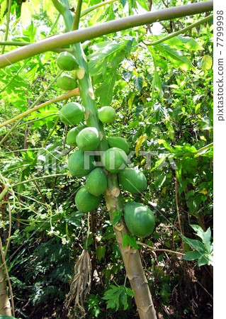 Wild papaya Wild papaya 7799998