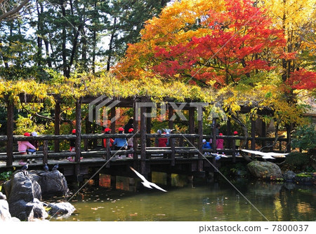 Autumn leaves of Hakusan Park 7800037