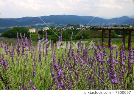 信州國際音樂村薰衣草節和薰衣草田 7800097