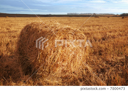 Hay bales on the field Hay bales on the field 7800473