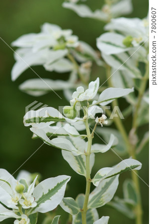 第一場雪草的有趣水果 7800607