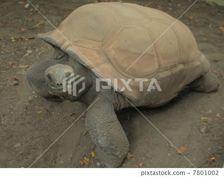 Aldabra giant tortoise 7801002