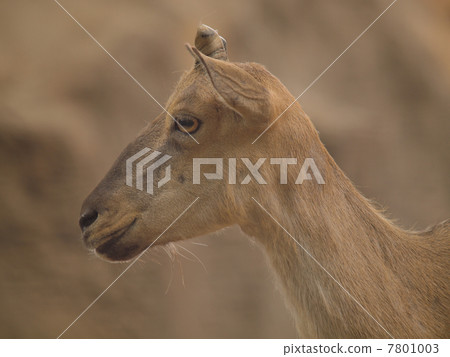 The profile of Marcol (female) 7801003